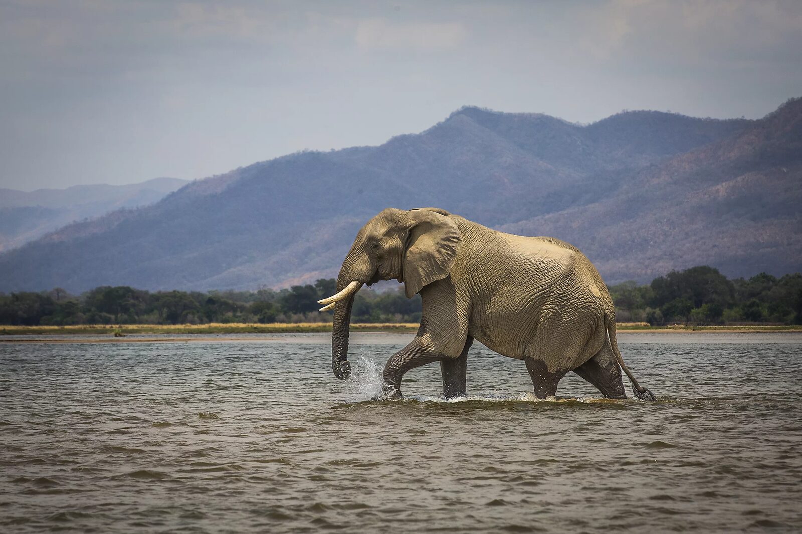 An elephant crossing the Zambezi River — Fauna Travel