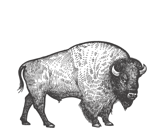 Bison illustration — North America