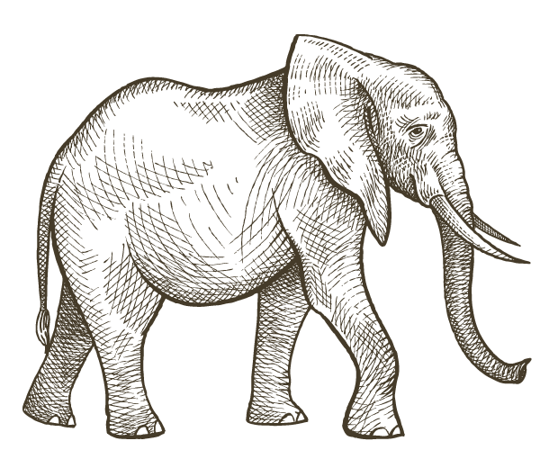 Elephant illustration — South Africa