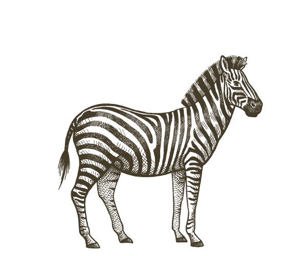 Zebra illustration — Kenya