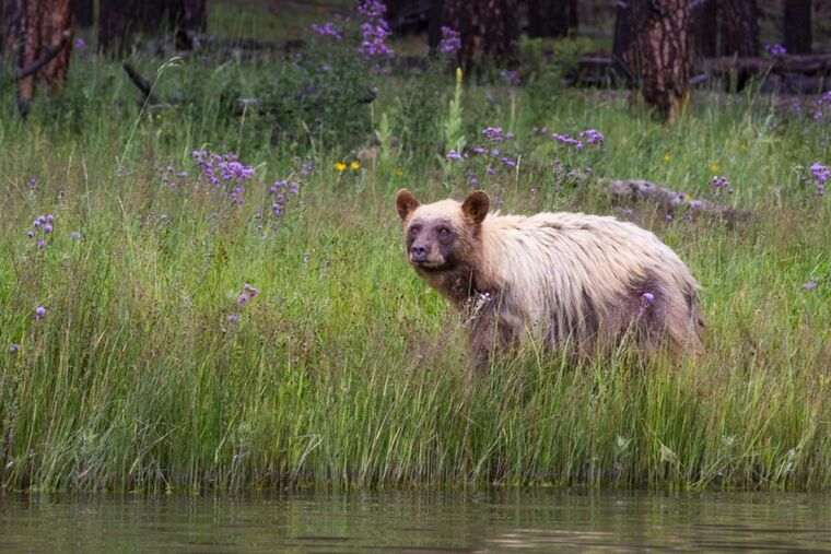 Wildlife Conservation and Connection at Vermejo