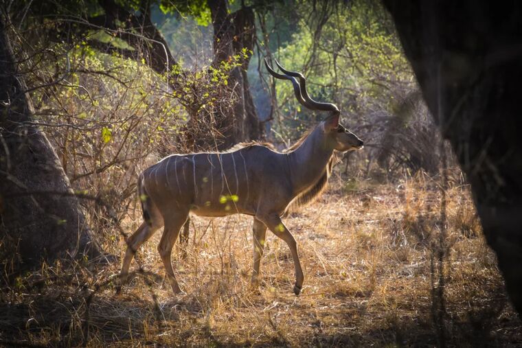Just Back from Zambia: A Thrilling Two Rivers Safari