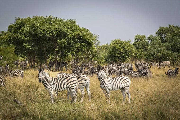 Just Back From: Zimbabwe and Botswana Safari Circuit