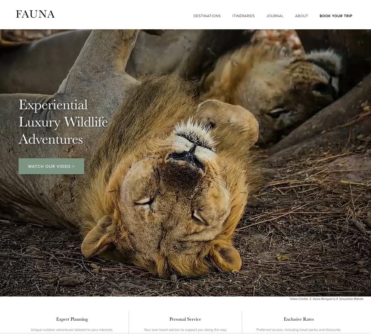 The Fauna Travel homepage: a full-bleed lion photograph with the headline 'Experiential Luxury Wildlife Adventures'