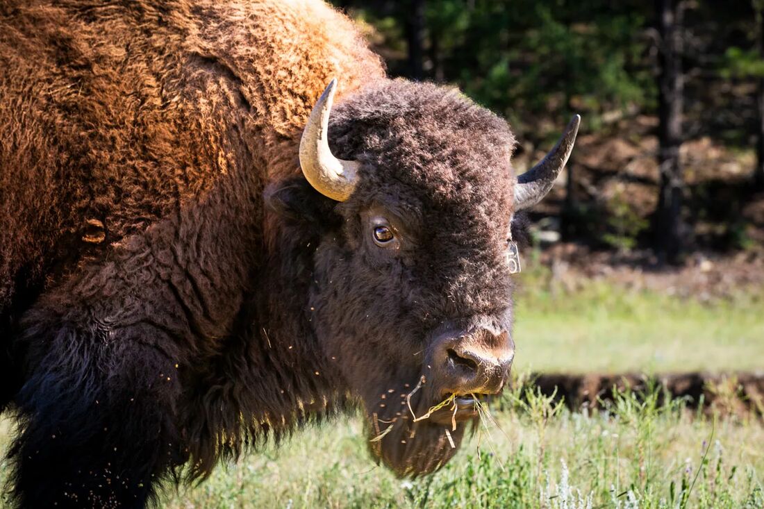 A bison grazing at Vermejo, New Mexico