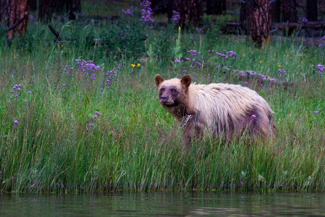 A cinnamon-colored black bear in a wildflower meadow
