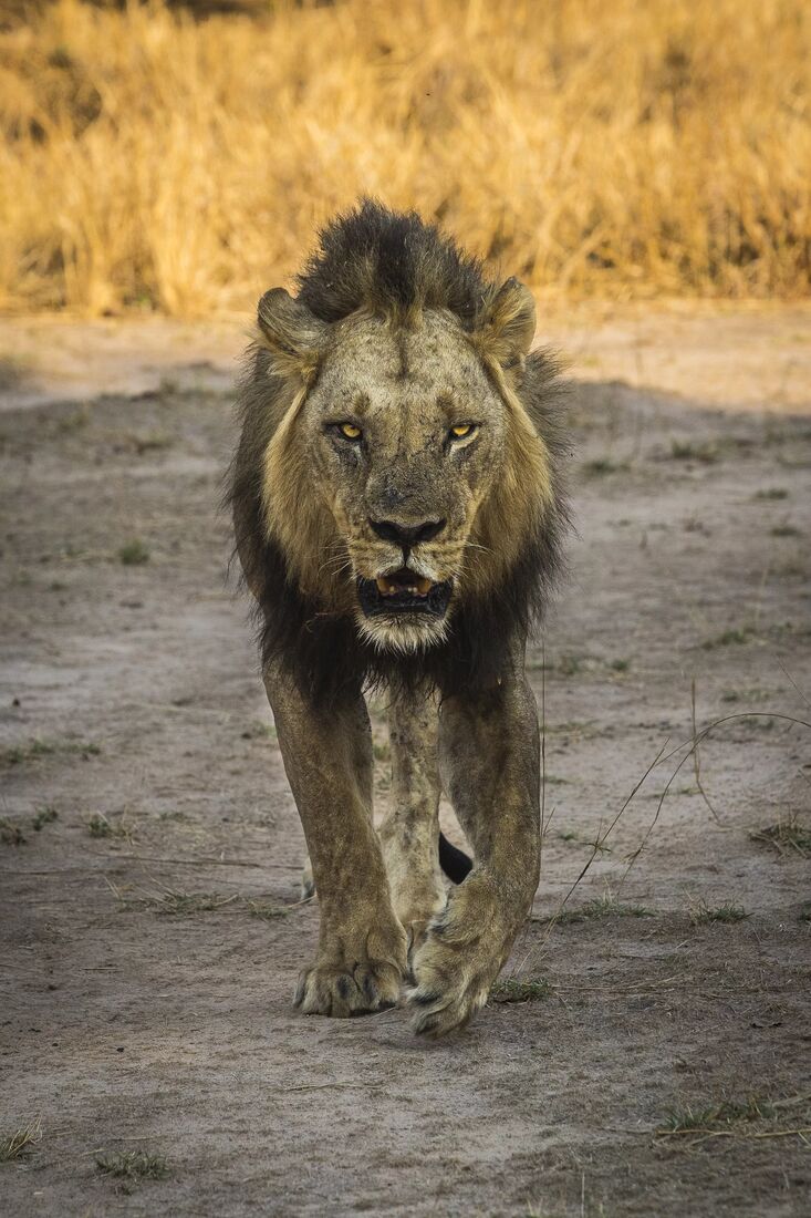 A male lion on the move at first light