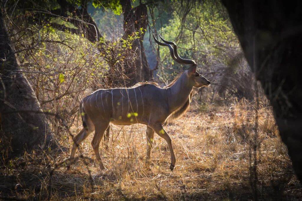 A kudu in riverine forest