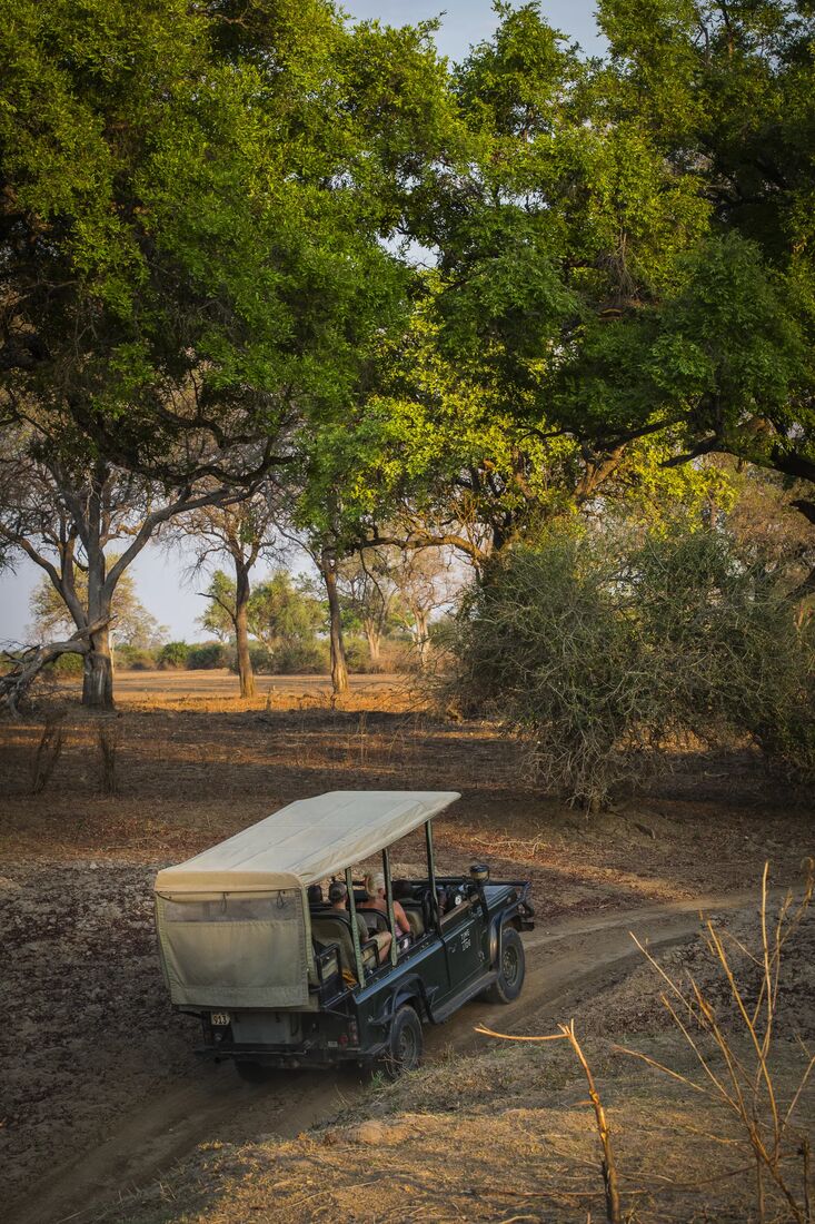 A safari vehicle parked beneath a tree