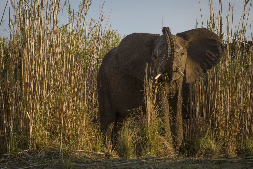 An elephant feeding among tall reeds along the Zambezi
