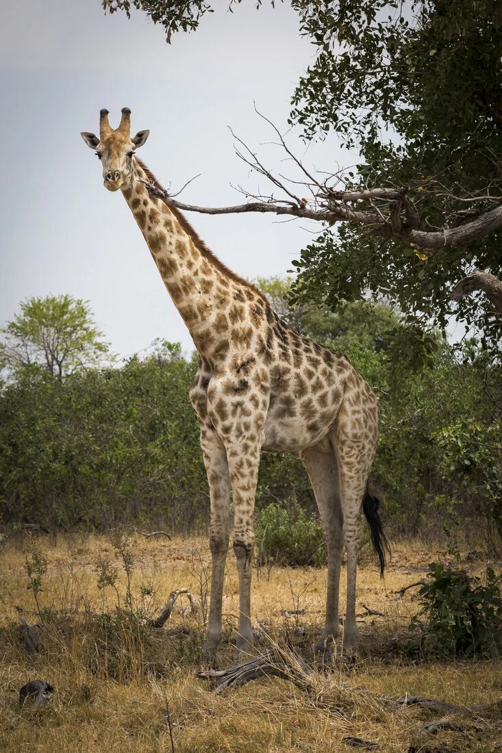 A giraffe among acacia trees