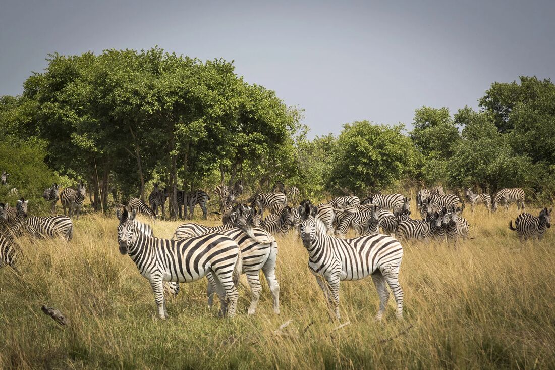 Zebras grazing in open woodland