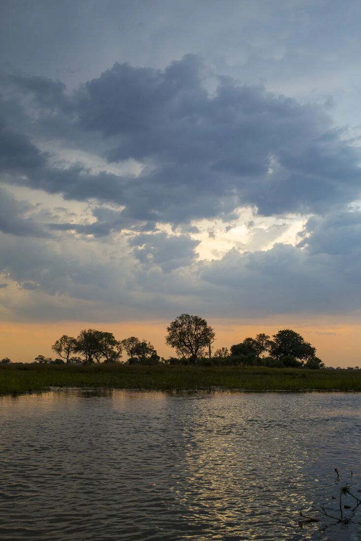 Bare trees at dusk over the floodplain
